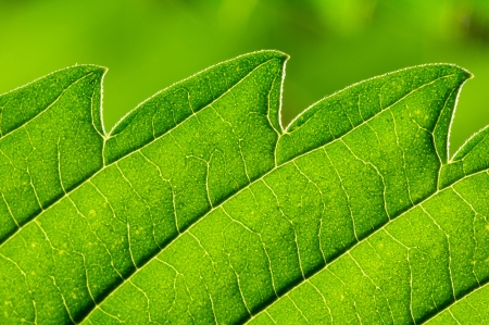 Green Leaf extreme Close-up の写真素材