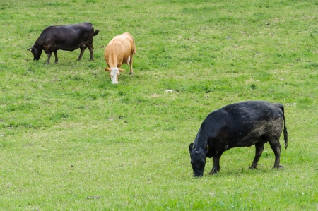 Cows grazing on a green grassland の写真素材