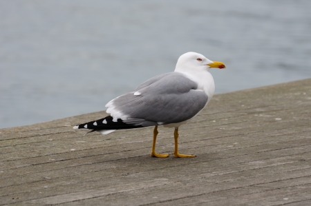 Seagull standing on a wooden floor の写真素材