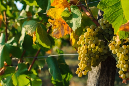 Vineyards in autumn - Grapes close up の写真素材