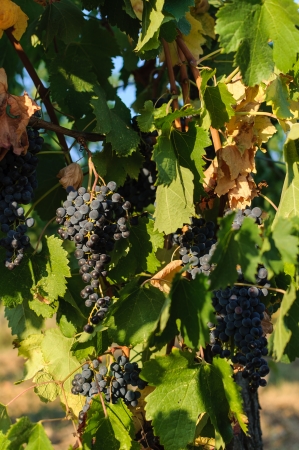 Vineyards in autumn - Grapes close up の写真素材