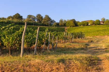 Vineyards and green fields on the hills の写真素材