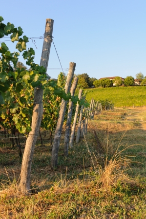Vineyards and green fields on the hills の写真素材