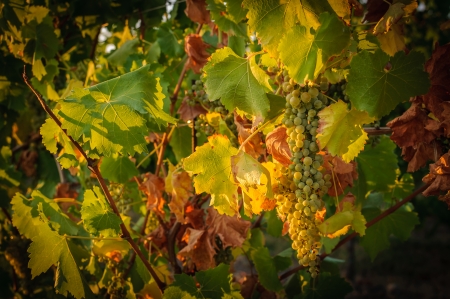 Vineyards in autumn - Grapes close up の写真素材
