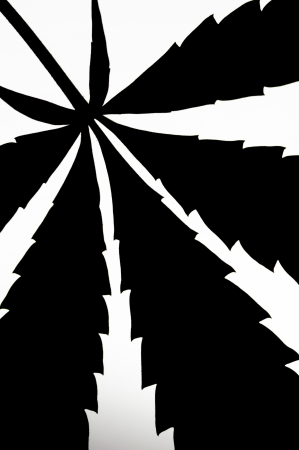 Cannabis  marijuana  plant detailの写真素材