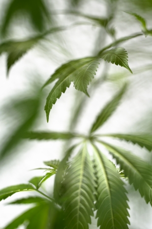 Cannabis  marijuana  plant detailの写真素材