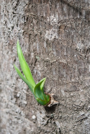 Close-up of a new tree branchの写真素材