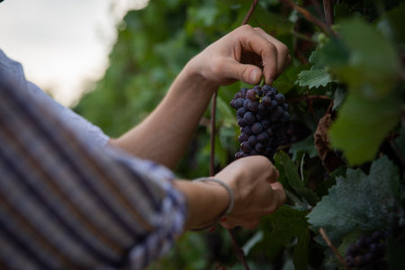 Close-up of the hands of two farmers who harvest grapes, production of wineの写真素材