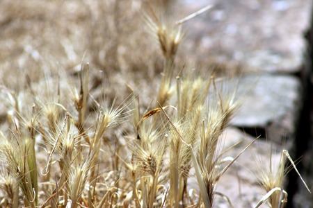 Weeds on the wallの写真素材