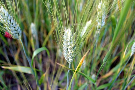 Green Wheatの写真素材