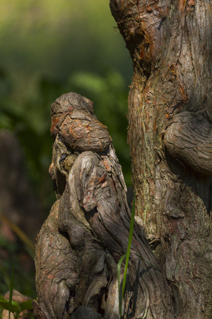 Awesome wood sculpture in a national parkの写真素材