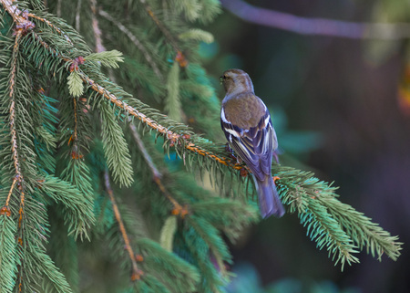 Beautiful isolated sparrow on a branchの写真素材