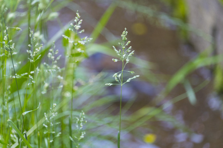 Abstract Grass Captureの写真素材