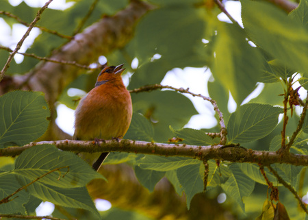 Finch Bird on branchの写真素材