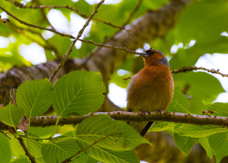 Finch Bird on branchの写真素材