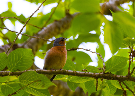 Finch Bird on branchの写真素材