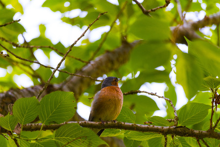 Finch Bird on branchの写真素材