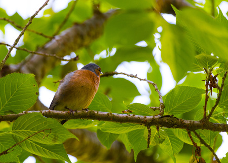 Finch Bird on branchの写真素材