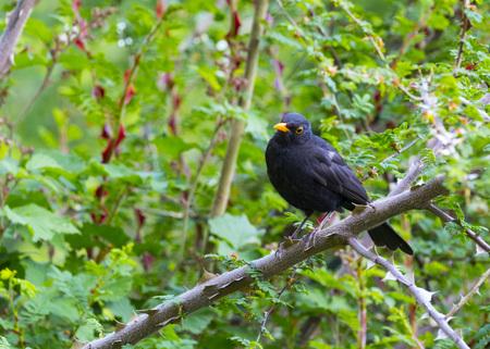 Beautiful Blackbird On Banch in a sunny day! Visit my profile to see other photos!の写真素材