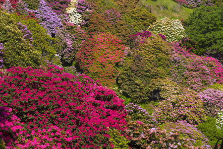 Beautiful rhododendron in National National Park located in Italyの写真素材