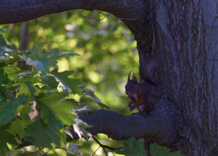 Small squirrel in dinner timeの写真素材
