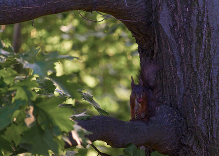 Small squirrel in dinner timeの写真素材