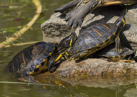 Sunbathing in a spring dayの写真素材