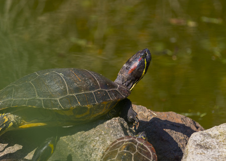 Sunbathing in a spring dayの写真素材