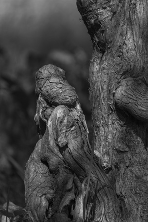 Awesome black and white wood sculptureの写真素材