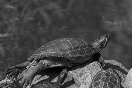 Sunbathing in a spring dayの写真素材