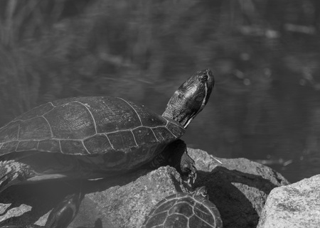 Sunbathing in a spring dayの写真素材