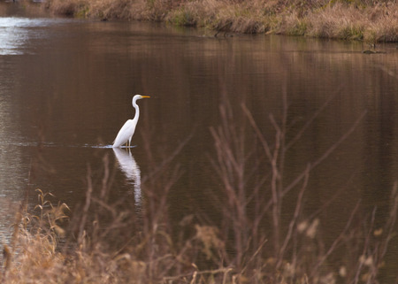 Great White Heron in a natural parkの写真素材