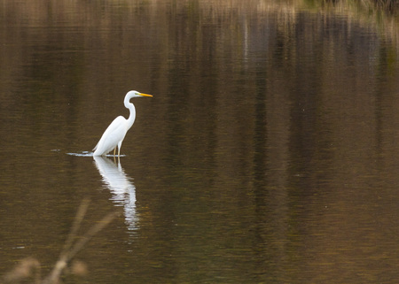 Great White Heron in a natural parkの写真素材