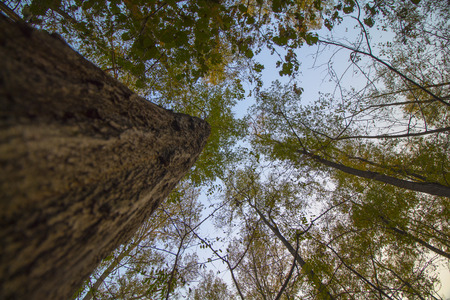 Majestic trunk in the middle of forestの写真素材