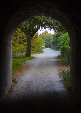 Lonely and shy in a woodの写真素材