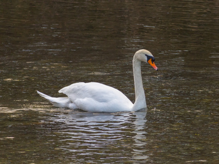 Isolated swan is swimming in the warm waterの写真素材