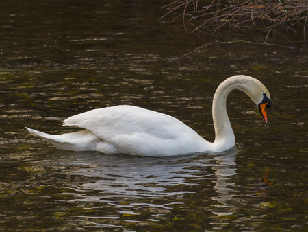 Isolated swan is swimming in the warm waterの写真素材