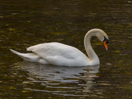 Isolated swan is swimming in the warm waterの写真素材