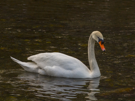 Isolated swan is swimming in the warm waterの写真素材