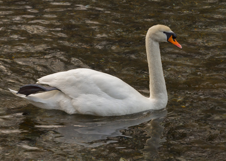 Isolated swan is swimming in the warm waterの写真素材