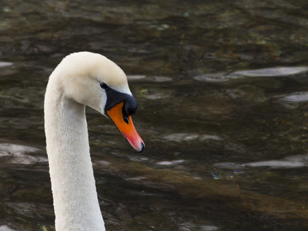 Isolated swan is swimming in the warm waterの写真素材