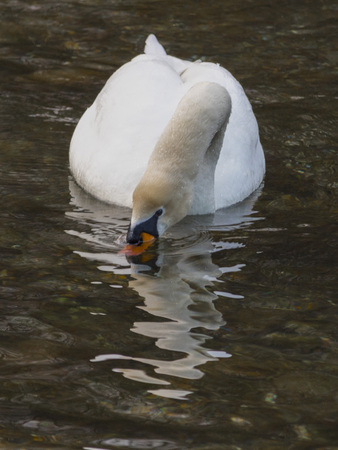 Isolated swan is swimming in the warm waterの写真素材