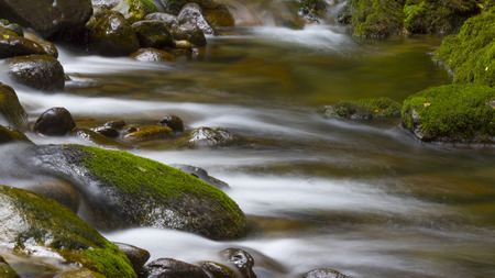 Stone surrounded by mossy water stream in a woodの写真素材