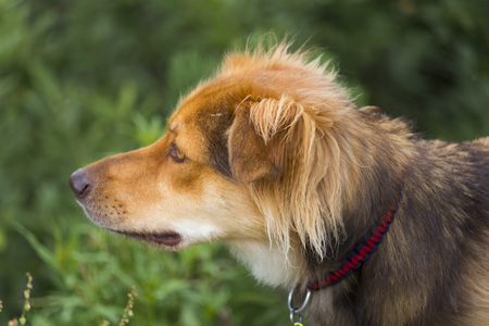 Beautiful portrait of a dog on a mountain in sunny dayの写真素材