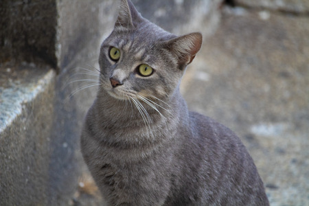 Awesome cute isolated gray cat portrait on streetの写真素材