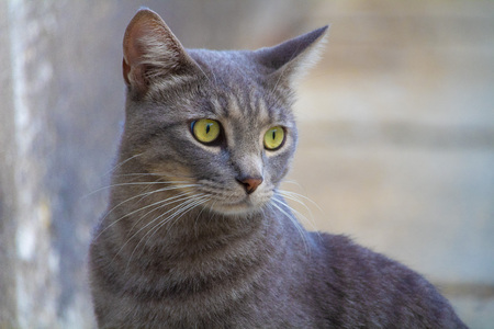 Awesome cute isolated gray cat portrait on streetの写真素材