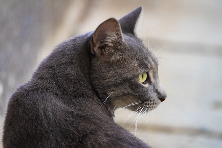 Awesome cute isolated gray cat portrait on streetの写真素材