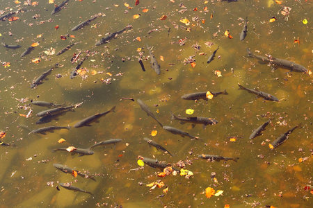 Fishes in the lakeの写真素材