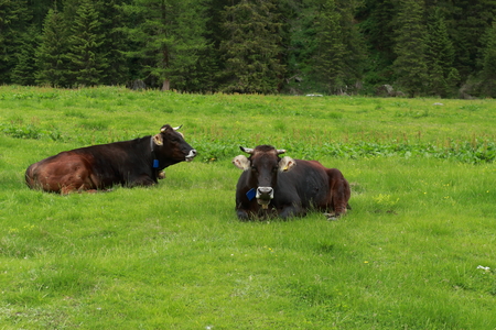 Cows lying in the meadowの写真素材