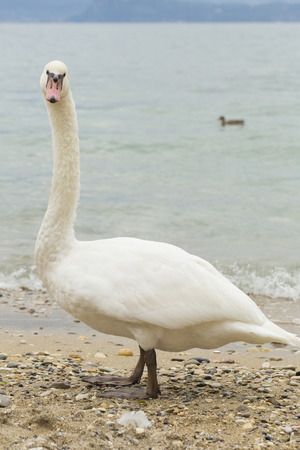 Swan on the shore of lakeの写真素材